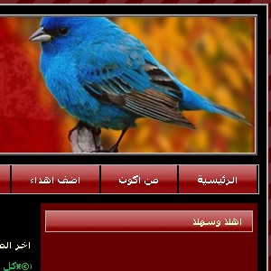أنا والطيور